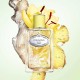Prada - Infusion de Gingembre